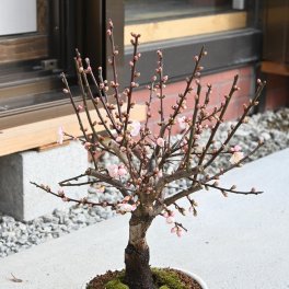 鉢花お祝い　梅盆栽　香りの贈り物　2026年3月頃に開花　育てる事で毎年お花が楽しめます