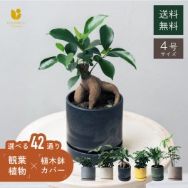 選べる4号鉢と鉢カバーのセット 観葉植物 ガジュマル シェフレラ ゴッドセフィアナ テーブルヤシ パキラ オシャレ 法人ギフト 開店祝い 父の日 敬老の日 結婚式 新築祝い 就職祝い 開業祝い 記念日 引越し祝い 新築祝い 30代 40代 50代 60代 70代 お歳暮 御歳暮 歳暮