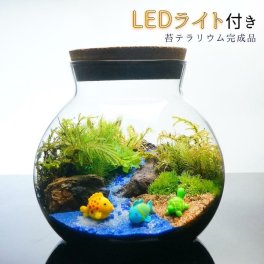LEDライト付 ボトルテラリウム 14cm 苔テラリウム 完成品 海へ流れる沢 テラリウム プレゼント 流木 木化石 テラリウム プレゼント 木化石 観葉植物 母の日 父の日 苔 テラリウム おしゃれ 贈り物 インテリア グリーン ギフト