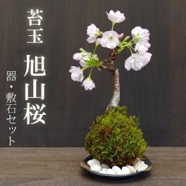 【2026年開花終了】苔玉 桜 旭山桜 あさひやまさくら 　黒備前器小サイズ 敷石セット 八重の桜 かわいい 花咲くこけだま コケ玉 ギフト初めての盆栽 父の日 母の日 誕生日 新入学 新築祝い 時間 苔 こけ コケ  コケダマ こけ玉 サクラ