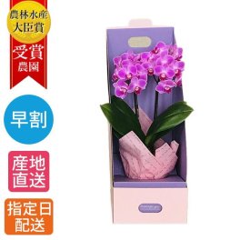 マイクロ胡蝶蘭 2本立 3号『2WAYギフトBOX入り』ピンク系