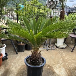  ソテツ 10号  オシャレな観葉植物 　耐寒性植物　新築祝い 開店祝い 開業祝い 　ギフト 　シンボルツリー 　ドライガーデン 　ロックガーデン