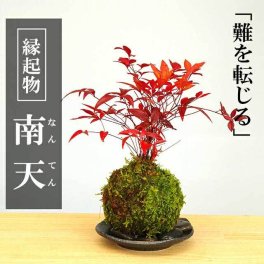 苔玉 南天の苔玉・選べる器・敷石セット ＿ ナンテン 風水 難を転ずる 風水 縁起物 ギフト 贈り物 観葉植物 開運  紅葉 おめでたい 運気を上げる bonsai ミニ盆栽 風水 なんてん 苔 こけ こけだま