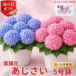 紫陽花 アジサイ 5号 5寸 5号鉢 選べる種類 鉢 生花 鉢植え 送料無料 カーネーション お母さん 母 母の日ギフト mother 贈り物