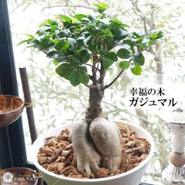 観葉植物 ガジュマル 大型 7号鉢【誕生日 プレゼント 敬老の日 花 ギフト ガジュマルの木 贈り物 幸福の木 多幸の樹 がじゅまる 新築祝い 開店祝い カフェ開店 引っ越し祝い お祝い 贈り物 花 多幸の木 癒し グリーン インテリア】