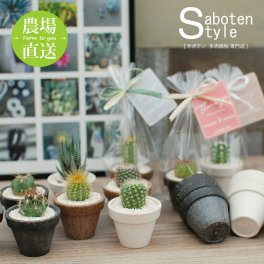 【サボテン 多肉植物 プチギフト/エコPOＴ S】【10個～ご注文可能】【農場直送】ミニサボテン インテリア 観葉植物