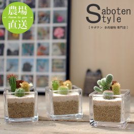 【サボテン 多肉植物 3種類 寄せ植え/スクエアガラス Ｓ】【農場直送】【選べる寄せ植えタイプ】寄せ植え アレンジ ミニサボテン インテリア 観葉植物