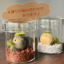 苔（こけ）をそだてる。コケテラリウム　【モスモス　コトリ1羽　おうちセット】ガラスキャニスター