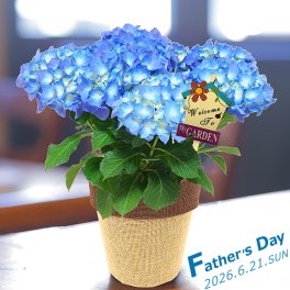 父の日 プレゼント ギフト アジサイ5号 ブルー系 バスケット 6月21日 鉢花 紫陽花 あじさい 送料無料 沖縄・離島を除く