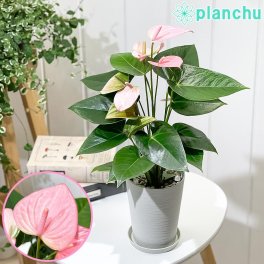PLANCHU 観葉植物 アンスリウム ロイヤルピンクチャンピオン 4号鉢 受け皿付き 育て方説明書付き Anthurium andraeanum ‘Royal Pink Champion’ アンスリューム 鉢花 ピンク アンスラ Anthura