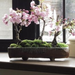 プレゼントにお花見を2026年4月～５月に開花桜並木盆栽　お祝いサクラ盆栽　