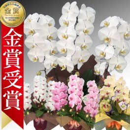 【金賞受賞】胡蝶蘭　3本立ち(白/ピンク/赤リップ/黄色/おまかせ)あすに届けるお花屋さん～輝華～