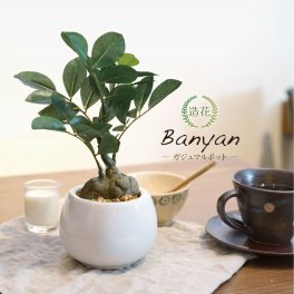 フェイクグリーン 観葉植物 造花 ミニ 人工観葉植物 光触媒 ガジュマル ポット 25cm 陶器鉢 母の日 テーブル インテリア おしゃれ フェイク グリーン CT触 媒 お祝い父の日[md][fd][kd]
