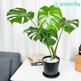 PLANCHU 観葉植物 モンステラ 6号スリット鉢 受け皿付き 育て方説明書付き Monstera