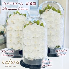 プリザーブドフラワー 大型ギフト 胡蝶蘭 フラワードーム 名入れ 就任 御祝 お祝い 記念日 記念品 御祝 お盆 新盆 お供え お悔やみ 法事 就任祝い 退職祝 プレミアムドームグランデ  長寿 御祝い 開業祝 新築祝 誕生日 命日 法事 贈答品 還暦 傘寿 米寿 古希 喜寿 白寿 ブリザードフラワー