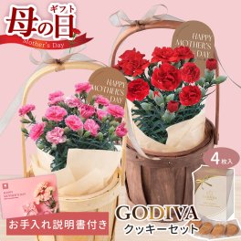 母の日カーネーション鉢４号 GODIVAセット お花 フラワー 生花 お菓子 スイーツ クッキー ラングドシャ ゴディバ お母さん 義母 母親 40代 50代 60代 70代 鉢植え プレゼント ギフト 