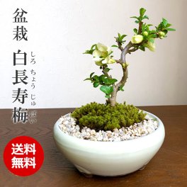 年に数回、一重の白花が楽しめます。白長寿梅 ( しろちょうじゅばい ) 盆栽 万古焼白鉢