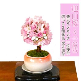 盆栽 旭山桜 苔装飾 日時指定可 ギフト 無料 ミニ盆栽 八重咲 20以上の蕾をつけた八重桜 盆栽 桜 ミニ 趣味 初心者 室内 おしゃれ 桜鉢植え 誕生日 お祝い ギフト プレゼント フラワーギフト