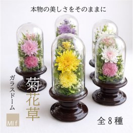 仏花　プリザーブドフラワー　ガラスドーム　 お供え「菊花草」
