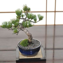松盆栽 松 一級品 樹齢7年 五葉松 人気 おすすめ ランキング 職人 四国 ブランド 産地 香川 高松 聖地 縁起 育て方冊子 肥料 付属 長寿 長生き 祝い 趣味 初心者 観葉植物 和物 和 癒し わびさび　五葉松　苔じゃり