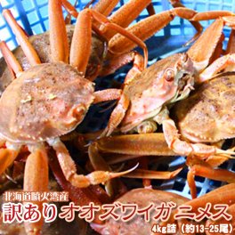 オオズワイガニ メス 活 訳あり 北海道産 4kg（約13−25尾入） 身入り7分前後 送料無料 ※沖縄送料別途加算
