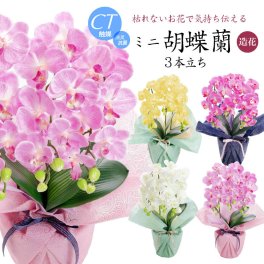 【母の日 花 胡蝶蘭 造花 お祝い】ミニ胡蝶蘭 3本立 Mini CT触媒 光触媒【ギフト 誕生日 プレゼント 開店 開院祝い お見舞い アートフラワー】[md][kd]