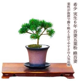 盆栽 松 ギフト 無料 趣味 実生 樹齢6年 吾妻五葉松 縁起の良い松 新しい趣味 植物 盆栽 松 室内 初心者 おしゃれ 盆栽 ミニ観葉 誕生日 敬老の日 父の日 プレゼント フラワーギフト 送料無料