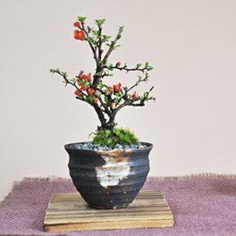 送料無料 盆栽 長寿梅　手造り小鉢 観葉植物 鉢植え 和 贈り物 趣味 プレゼント 退職 母の日 父の日 誕生日 シニア 昇進 祝い 開店 盆栽 ミニ長寿梅　久庵作手造り小鉢【長寿梅のミニ盆栽　黒かま手造り丸鉢　花盆栽 赤くかわいい四季咲きの花 敬老の日や母の日のプレゼントに ギフト 盆栽 開店 お祝い 退職 ラッピング 母の日 父の日 敬老の日 誕生日】