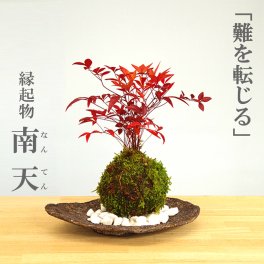 苔玉 南天 ナンテン 器つき くらま岩器セット  春から夏には緑色の新葉が秋からは真っ赤な葉 ナンテン 風水 難を転ずる 風水 縁起物 ギフト 贈り物 観葉植物 開運  紅葉 おめでたい 運気を上げる bonsai ミニ盆栽 風水 なんてん 苔 こけ こけだま 縁起物 風水
