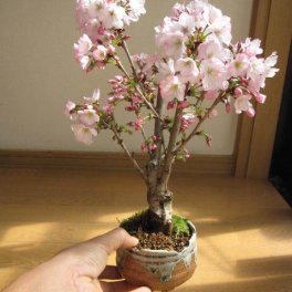 母の日プレゼントに笑顔の花が咲くお花見サクラを母の日ギフト2027年5月に桜のお花見ができる桜をプレゼントに　御殿場桜盆栽で　自宅でサクラのお花見