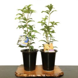 金木犀 銀木犀 樹齢5年 黒吹きエビネ鉢植え 送料無料 育て方ガイド付 日時指定可 大人気ギフト 癒し 植物 花が咲く 出産祝い 風水開運 盆栽 室内 初心者 引越し祝い 癒し 植物 父親 誕生日 プレゼント