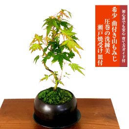 敬老の日 人気ギフト 送料無料 盆栽 山もみじ 日時指定可 育て方ガイド付 ラッピング無料 記念樹 鉢植え シンボルツリー 日本庭園 苔リウム 盆栽 もみじ 室内 初心者 おしゃれ 花 誕生日 引っ越し 還暦 退職 お祝い 母の日 父の日 プレゼント