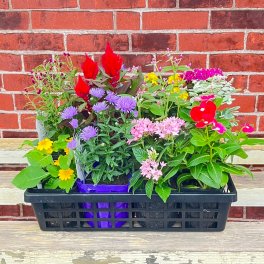 季節の花苗（12セット) 産元から直送 ガーデニング 寄せ植え 花ギフト ラッピング（有料）ギフトメッセージ（無料）