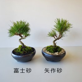 お好きな化粧砂からお選びください【黒松盆栽 万古黒丸鉢 】くろまつ クロマツ kuromatu ミニ盆栽 小品盆栽