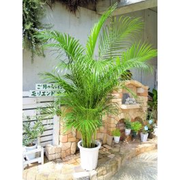 アレカヤシ 10号  ヤシの木 インテリア 観葉植物 新築祝い 開店祝い ギフト リゾートグリーン お洒落