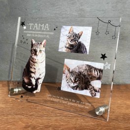 写真入り ペットメモリアルプレート スター 大きいサイズ｜選べるデザイン 全8種 犬 猫 愛犬 愛猫 ペット メモリアルグッズ 写真 かわいい オーダーメイド オリジナル 遺影 仏具 位牌 ペット供養 記念 記念品 文字入り フォト 思い出 手元供養 供養 猫 鳥 うさぎ 金魚 カナリア トイプードル チワワ ハムスター 写真立て ペットロス 刻印 名入れ ペットグッズ プレゼント ギフト 贈り物