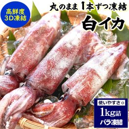山陰の白イカ（冷凍）1ｋｇ詰（6-9杯前後入）送料無料　※北海道、東北、沖縄は送料別途加算　1kg 1キロ  白いか ケンサキ けんさき 剣先 白 イカ いか 烏賊 剣先イカ ケンサキイカ シロイカ 刺身 刺し身 お刺身 さしみ おさしみ  おさしみ お取り寄せ ご褒美 海鮮丼の具 お歳暮 内祝い 誕生日 お中元 お祝い 結婚祝い 還暦祝い プレゼント ギフト 内祝い 