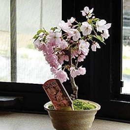 母の日プレゼントに5月に自宅でサクラのお花見ができる桜盆栽今年はチャレンジ2026年　桜盆栽で　自宅でさくせのお花見を楽しむ　ミニ盆栽（白小ふち）