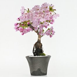送料無料 桜の鉢植えを楽しむなら盆栽がおすすめ 自宅でお花見 桜盆栽盆栽 桜 シックなモダン盆栽 中サイズの旭山桜【ミニ盆栽 陶器鉢4号 樹齢5年 盆栽ギフト かわいい おしゃれ 初心者 贈り物 ギフト プレゼント 誕生日 バレンタイン さくら 母の日 sakura bonsai ぼんさい】