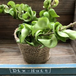 ホヤコンパクタ セール おしゃれ インテリア 希少 多肉植物