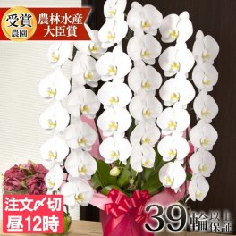 胡蝶蘭 大輪 ３本立ち 蕾含む39輪以上 送料無料 ヤマト [r-tai0007-f] 開店祝い 開業 誕生日 長寿 結婚記念日 金婚式 お供え 生花 株主総会 選挙 当選 祈願 仏花 お悔み 開院 開業 移転 ギフト 贈り物 還暦 古希 喜寿 傘寿 米寿 卒寿 白寿 百寿 御供 受賞 受章 退職 就任 栄転 昇進 新築 竣工 落成 新装 周年記念 式典 発表会 内祝 年忌 法要