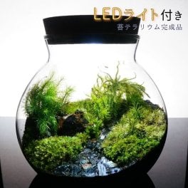 LEDライト付 ボトルテラリウム 14cm 苔テラリウム 完成品 【黒石】草原に続く道 テラリウム プレゼント 木化石 観葉植物 母の日 父の日 苔 テラリウム おしゃれ 贈り物 インテリア グリーン ギフト