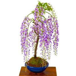 開花終了 盆栽 藤 一級品 野田藤 15個ほどの蕾 野田藤 一才藤 記念樹 盆栽 藤 室内 初心者 趣味 送料無料 即日出荷 フラワーギフト 観葉食物 誕生日 盆栽 ギフト プレゼント