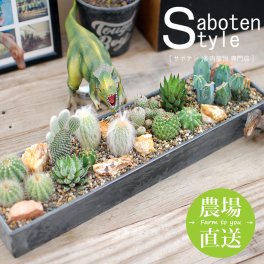 【サボテン 多肉植物 サボテンジオラマ/Plastic Pot レクトＬ】【農場直送】寄せ植え アレンジ ミニサボテン インテリア 観葉植物