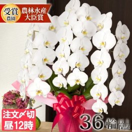 胡蝶蘭 大輪 ３本立ち 蕾含む36輪以上 送料無料 ヤマト [r-tai0009-f] 開店祝い 開業 誕生日 長寿 結婚記念日 金婚式 お供え 生花 株主総会 選挙 当選 祈願 仏花 お悔み 開院 開業 移転 ギフト 贈り物 還暦 古希 喜寿 傘寿 米寿 卒寿 白寿 百寿 御供 受賞 受章 退職 就任 栄転 昇進 新築 竣工 落成 新装 周年記念 式典 発表会 内祝 年忌 法要