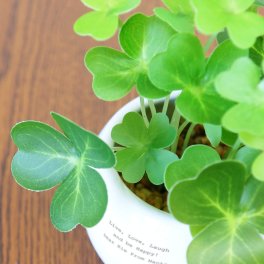 誕生日や記念日のプレゼントにおすすめ CT触媒グリーン クローバー CT触媒 フェイクグリーン 人工観葉植物 造花 空気清浄 消臭 抗菌 インテリア 雑貨 おしゃれ ギフト