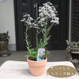 2027年母の日プレゼント6月頃に開花お誕生日にカスミ草鉢植え　宿根タイプ花鉢