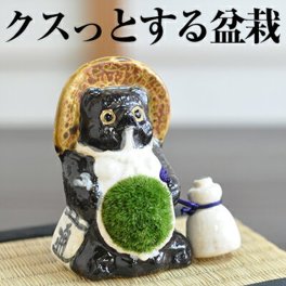 盆栽 信楽たぬきの苔盆栽 パパたぬき 送料無料 陶器 置物 コケ グリーン 盆栽 テラリウム インテリア 苔玉 こけだま こけ盆栽 コケ盆栽 父の日 敬老の日 