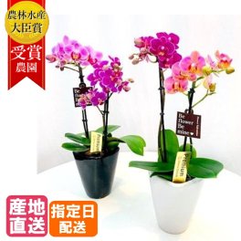 マイクロ胡蝶蘭 MIX寄せ 2本立 3号 ピンク イエロー系