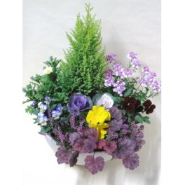 【元気に咲くお花たちの寄せ植え】【一部地域のみ送料無料】【北海道、四国、中国、九州は別途324円】